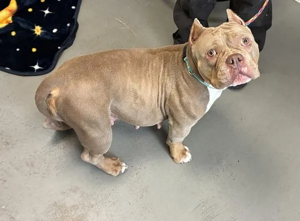 An adult medium-sized female American Bully dog named Lattice for adoption in Salt Lake City, UT