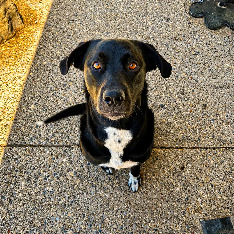 A young small-sized female Black Mixed Breed dog named Dottie Anne for adoption in Charleston, WV