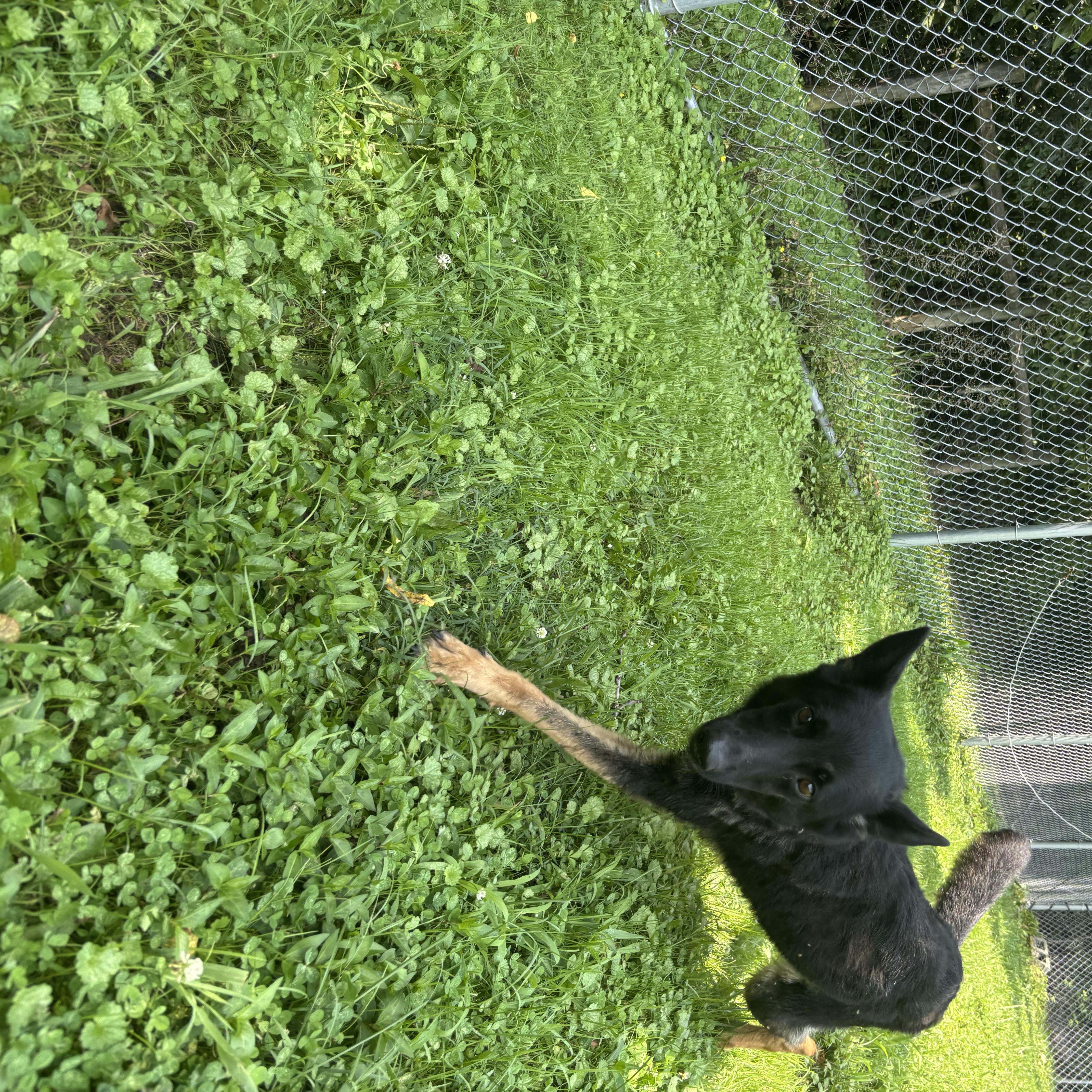 Brownie