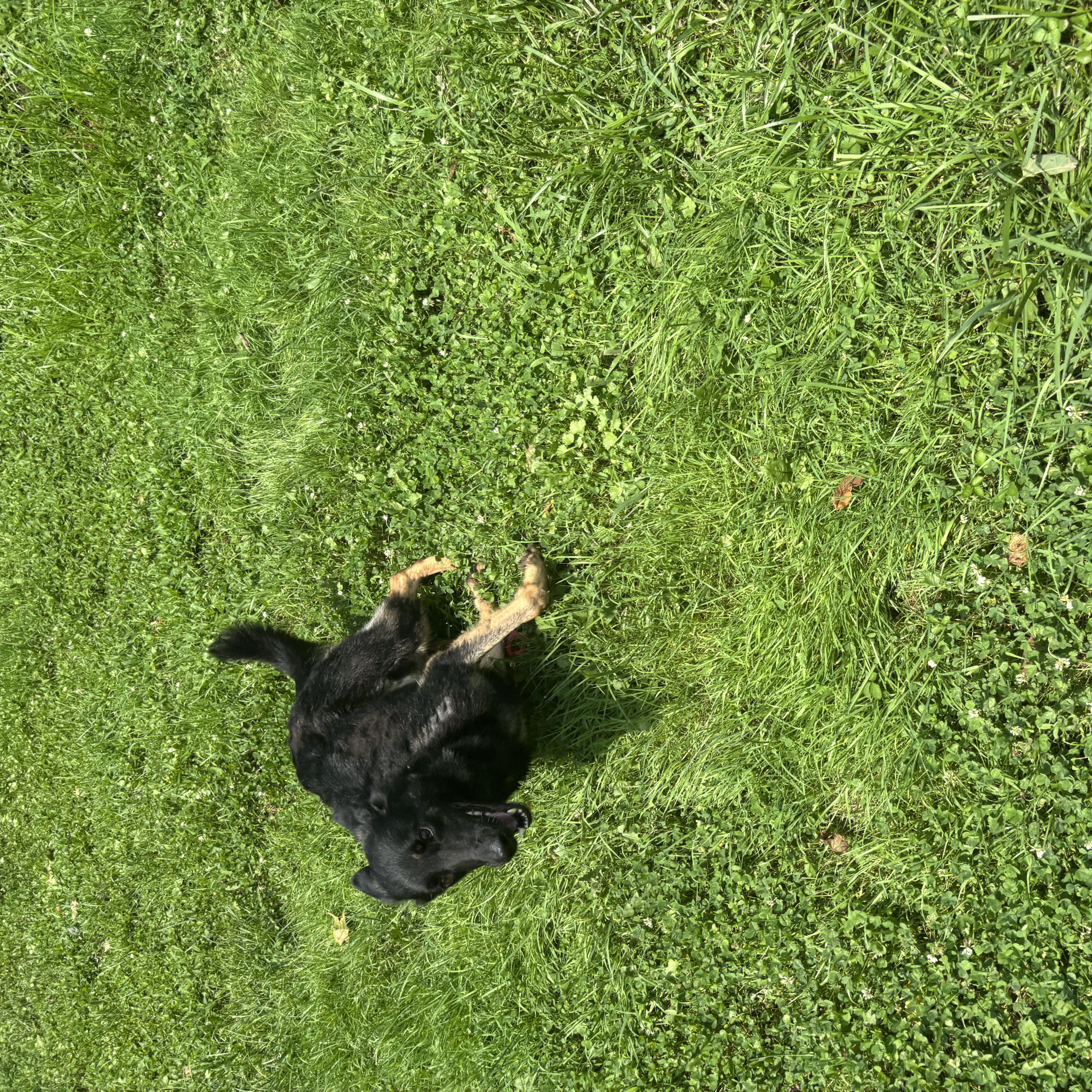 Brownie thumbnail 2