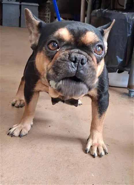 An adult small-sized female French Bulldog dog named Cajeta for adoption in Chula Vista, CA