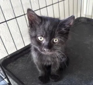 A baby small-sized male Domestic Short Hair cat named Lucky for adoption in Bend, OR