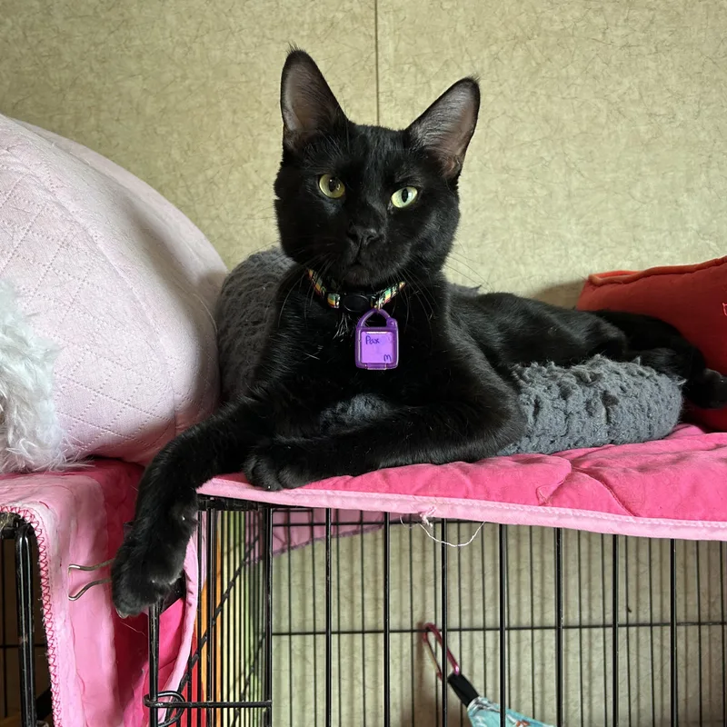 An adult medium-sized male Black Domestic Short Hair cat named Pax for adoption in La Salle, IL