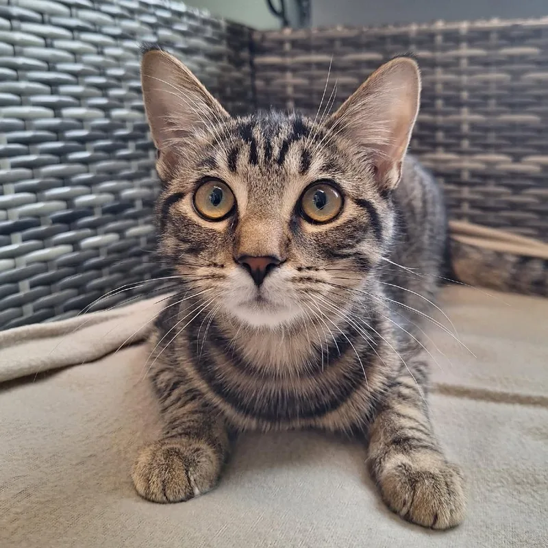 A baby medium-sized male Domestic Short Hair cat named Hans for adoption in Attica, NY