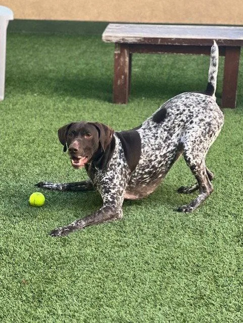 Blitzen