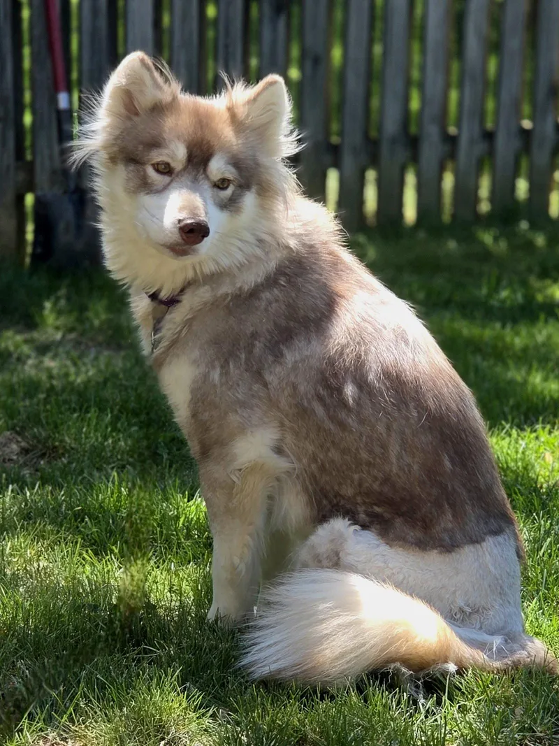 An adult medium-sized female Siberian Husky dog named Heidi for adoption in Millersville, MD