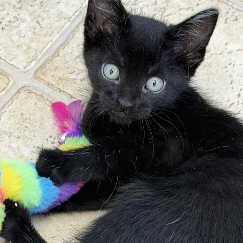 A baby medium-sized female Domestic Medium Hair cat named Bagel for adoption in Gardnerville, NV