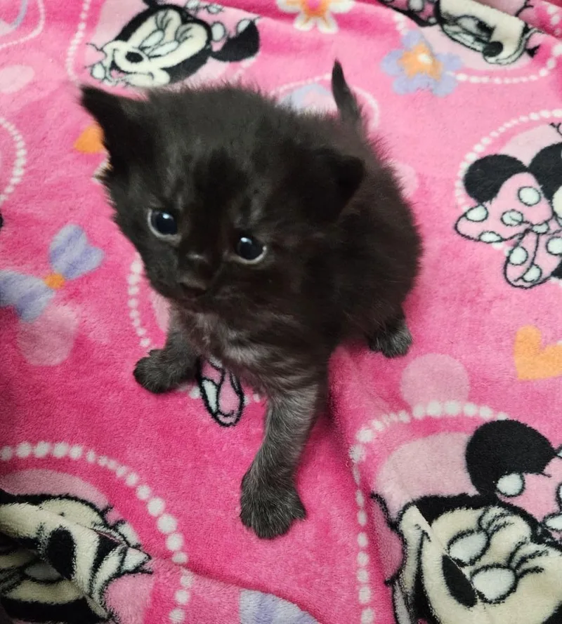 A baby medium-sized male Domestic Short Hair cat named Hershey for adoption in Johnson City, TN