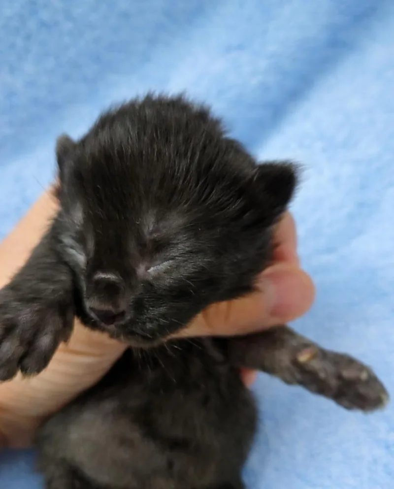 Hershey thumbnail 3