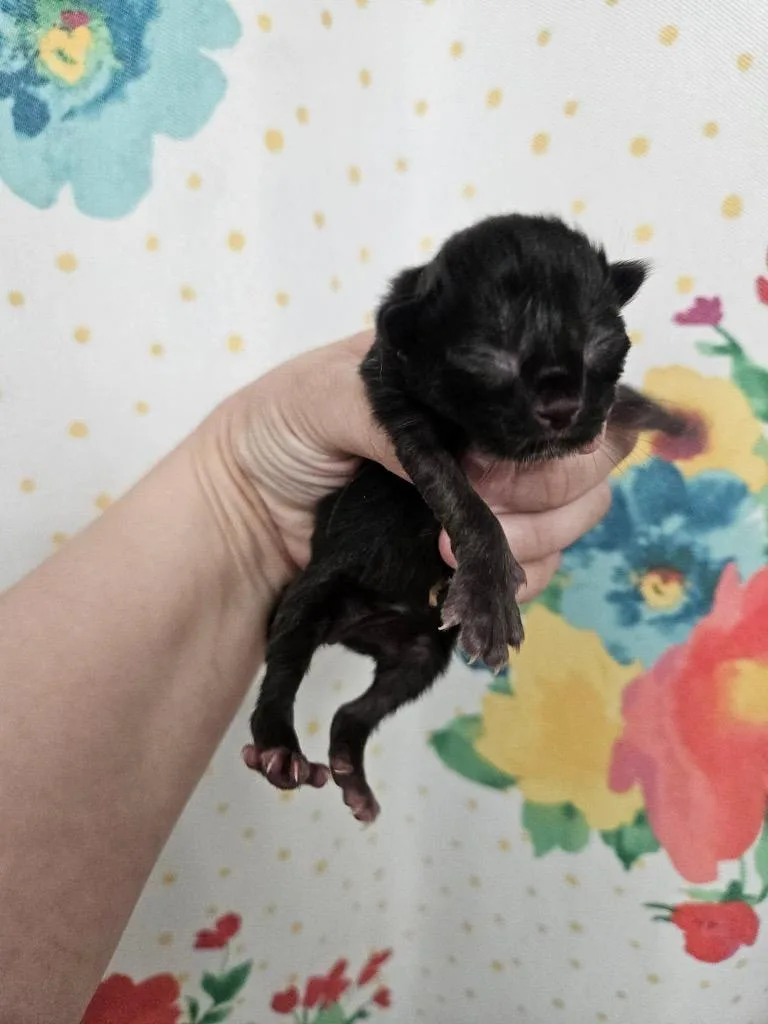 Hershey thumbnail 4