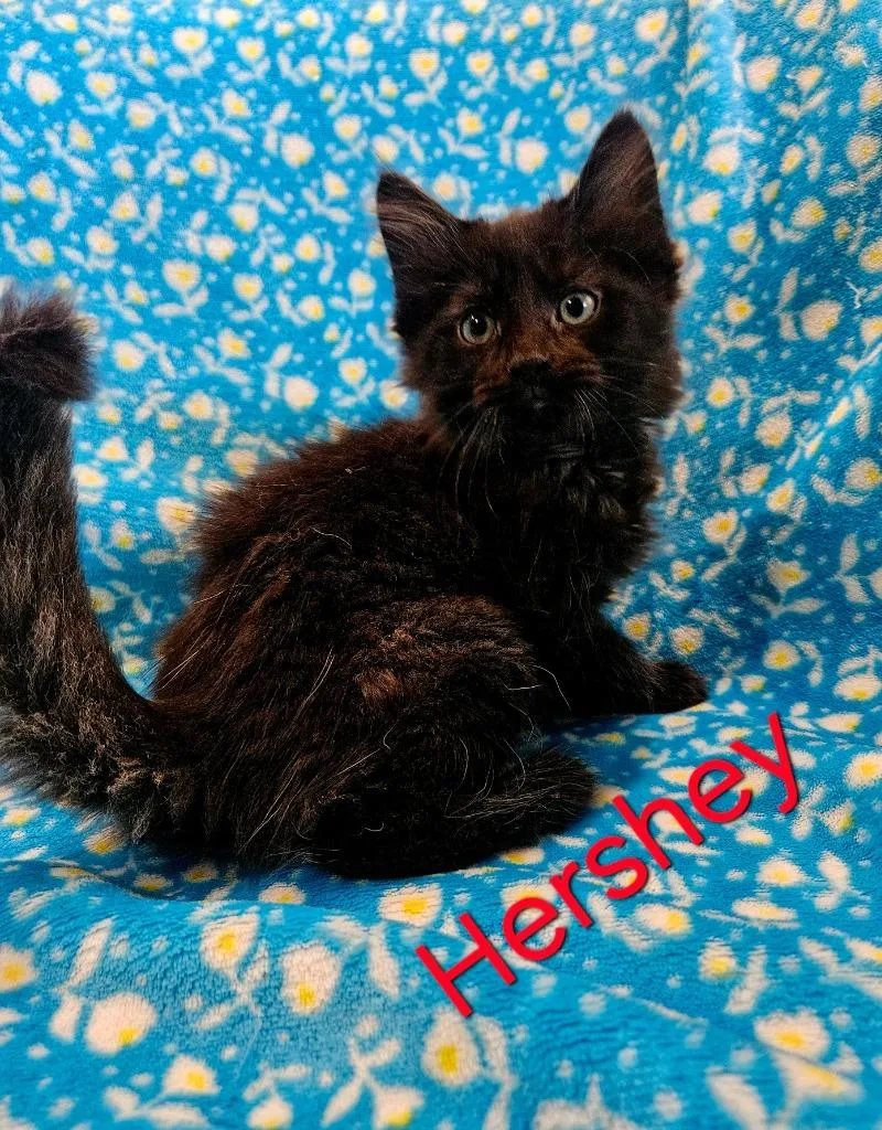 Hershey thumbnail 6