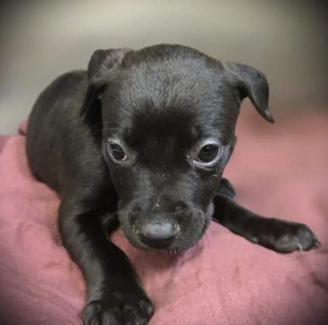 A baby small-sized female Pit Bull Terrier dog named Scout for adoption in Los Angeles, CA
