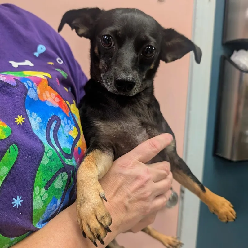 An adult small-sized female Black Mixed Breed dog named Tootsie for adoption in Huntsville, AR