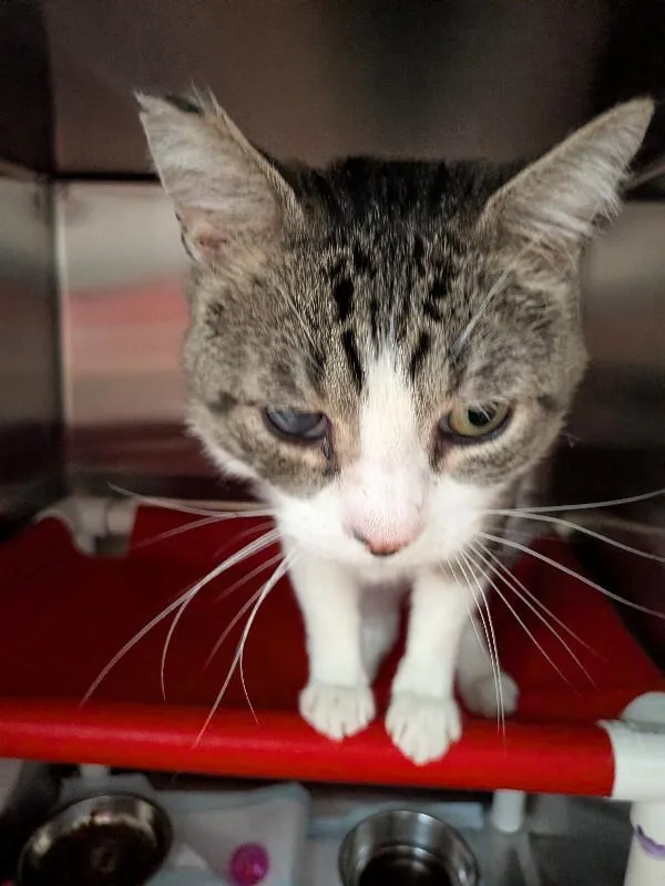 An adult small-sized male Tabby (Brown / Chocolate) Domestic Short Hair cat named Peanut for adoption in Cincinnati, OH