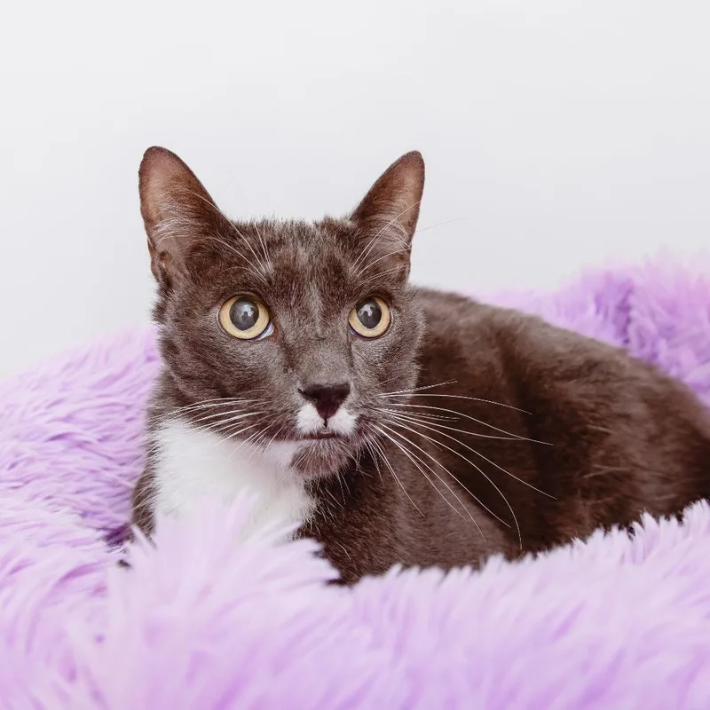 A senior medium-sized female Domestic Short Hair cat named Gigi for adoption in Los Angeles, CA