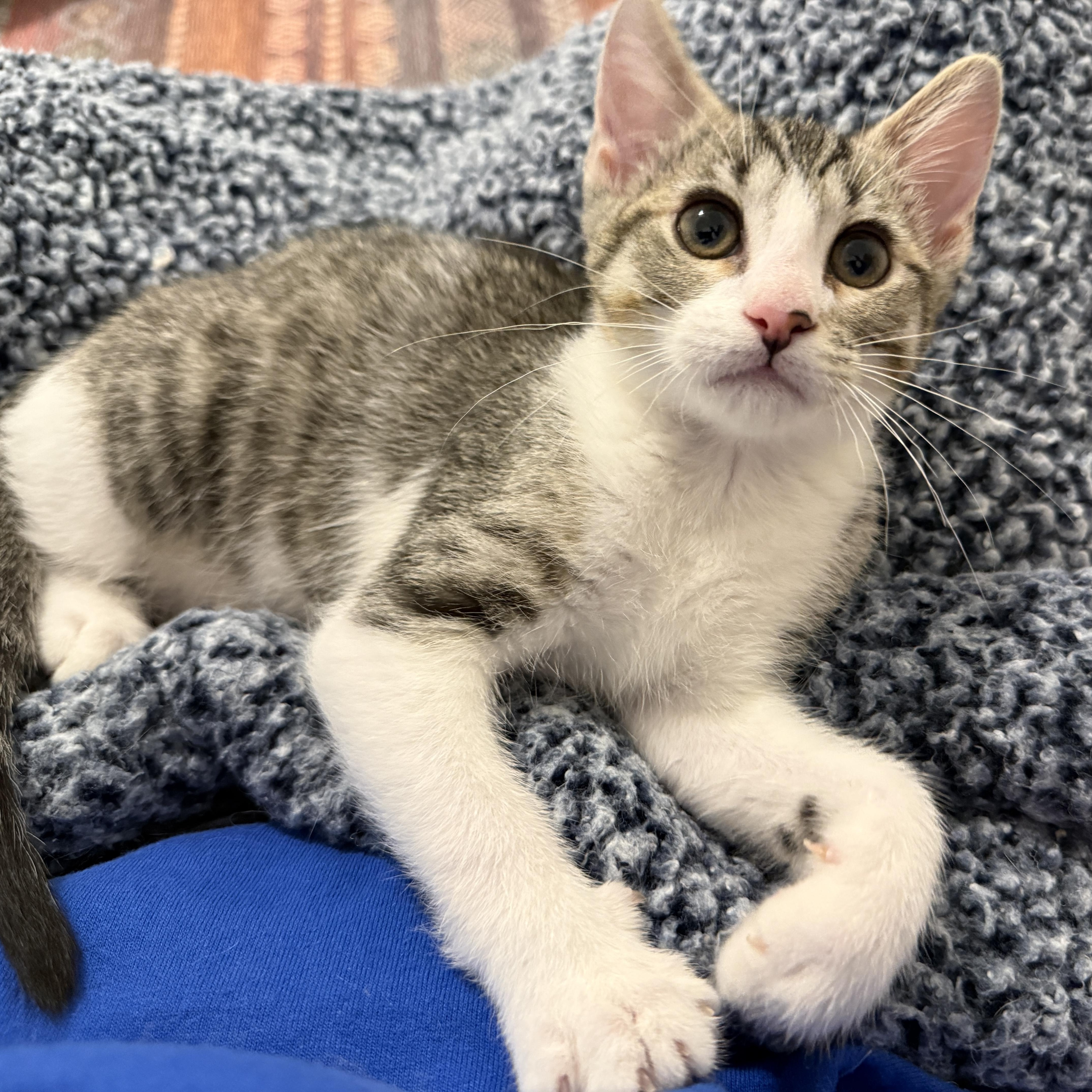 A baby medium-sized male Tabby (Brown / Chocolate) Domestic Short Hair cat named Lucky Charms  Zuni for adoption in Leesburg, VA
