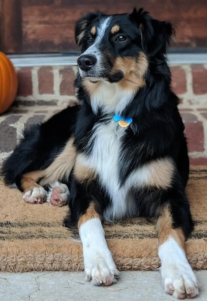 An adult medium-sized male Tricolor (Brown, Black, & White) Australian Shepherd dog named Harvey for adoption in Dallas, TX
