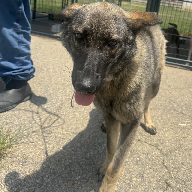 An adult medium-sized female Yellow / Tan / Blond / Fawn German Shepherd Dog dog named Ladey for adoption in Dillon, SC