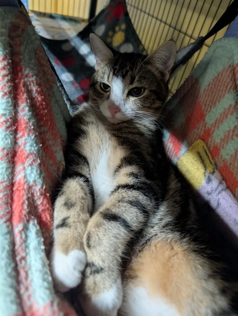 A baby medium-sized male Domestic Short Hair cat named Totten for adoption in Shelton, WA