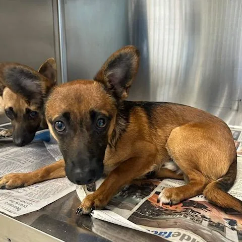 An adult small-sized male Yellow / Tan / Blond / Fawn Chihuahua dog named Leonardo for adoption in Knoxville, TN