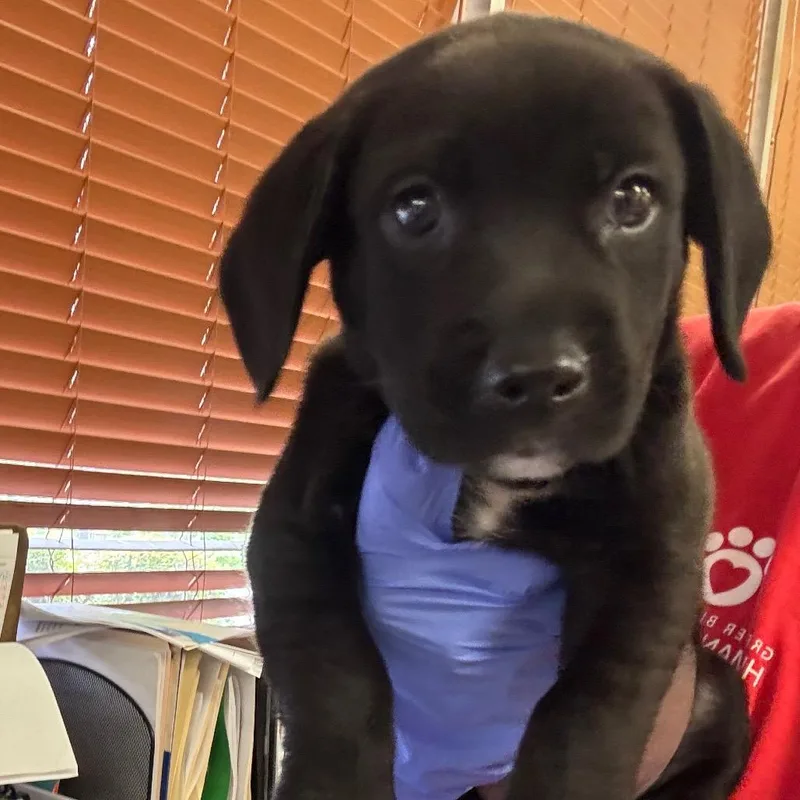 A baby small-sized male Black Terrier dog named Lucas for adoption in Birmingham, AL