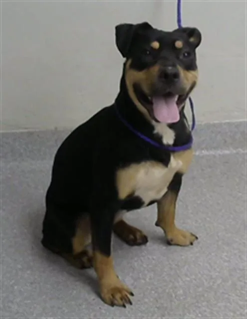 A young medium-sized female Rottweiler dog named Jj for adoption in Pasadena, TX