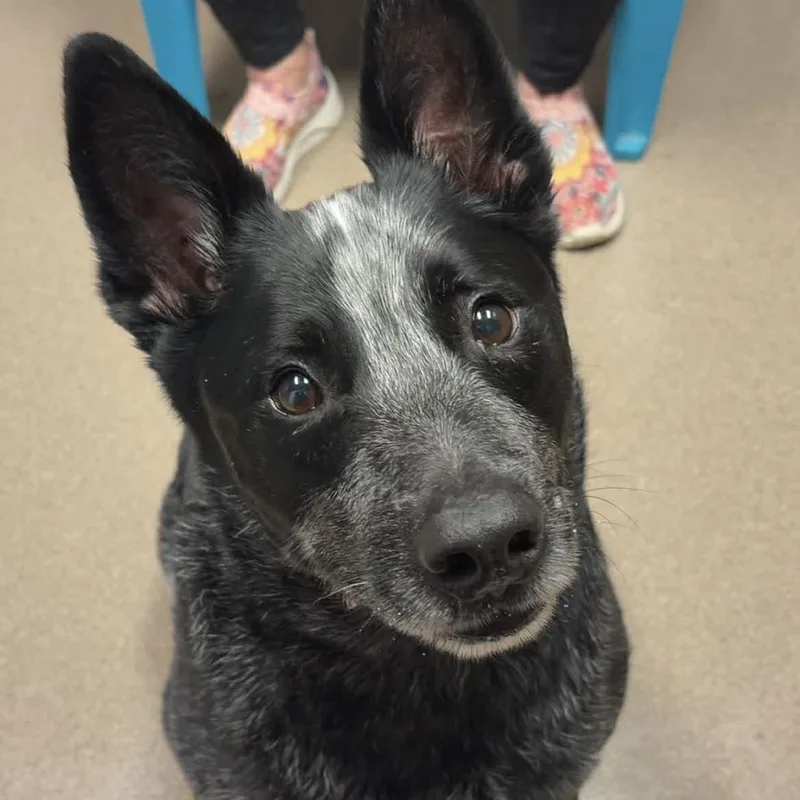 An adult medium-sized male Australian Cattle Dog / Blue Heeler dog named Scout for adoption in Valparaiso, IN