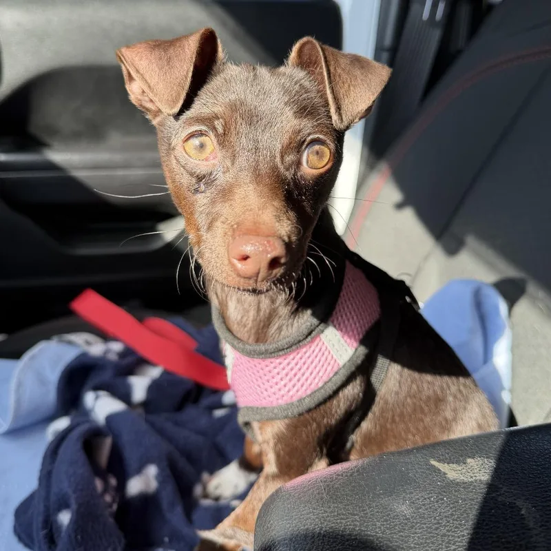 A young small-sized female Brown / Chocolate Mixed Breed dog named Squeaks for adoption in Rockville, MD