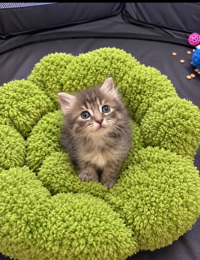 A baby small-sized female Tabby (Brown / Chocolate) Maine Coon cat named Hope & Brave BONDED for adoption in Boca Raton, FL