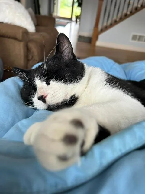 Tibbs thumbnail 2