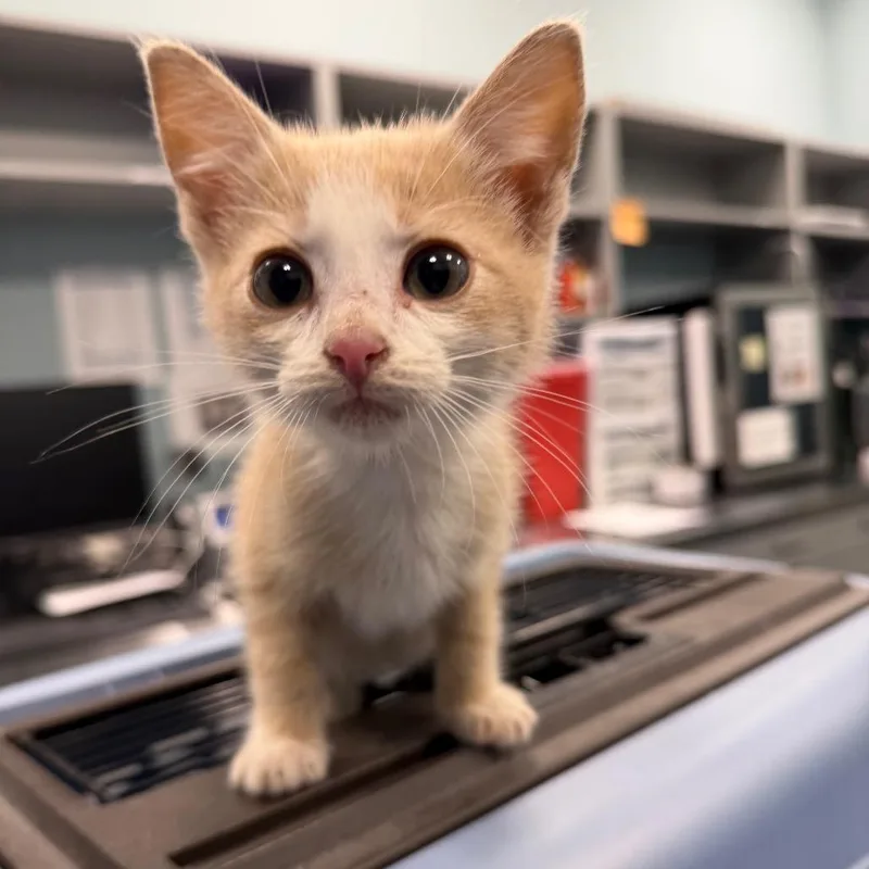 A baby small-sized male Buff / Tan / Fawn Domestic Short Hair cat named Quokka for adoption in Greensboro, NC