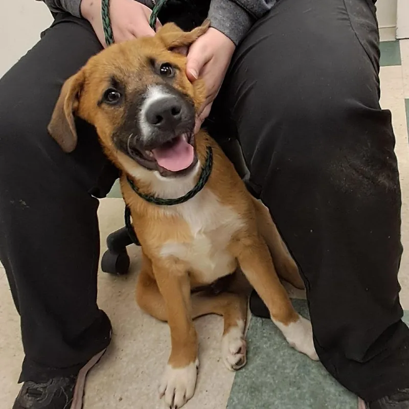 A baby medium-sized male Brown / Chocolate Saint Bernard dog named Buford for adoption in Birmingham, AL