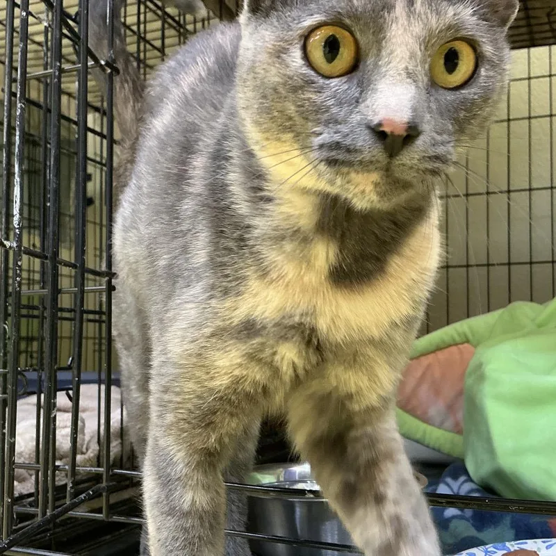 A young small-sized female Gray / Blue / Silver Domestic Short Hair cat named Gigi for adoption in Midland, TX