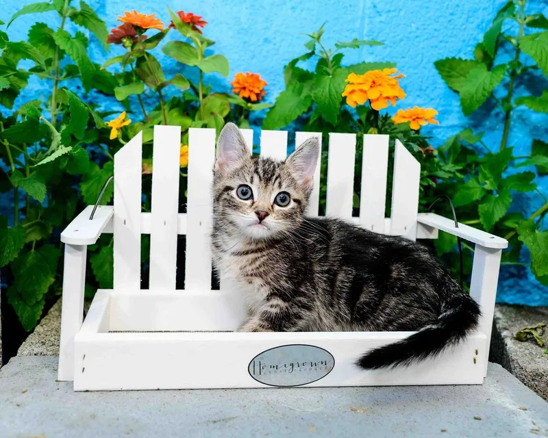 A baby medium-sized female Tabby (Brown / Chocolate) Domestic Short Hair cat named Eloise for adoption in Jefferson, LA