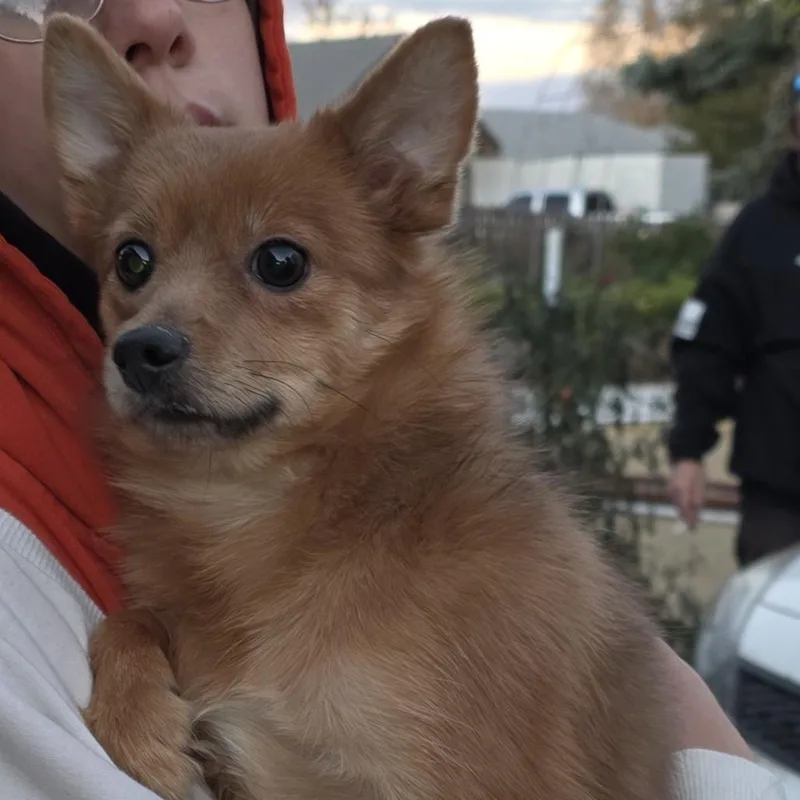 An adult small-sized female Brown / Chocolate Mixed Breed dog named Scarlett for adoption in Klamath Falls, OR