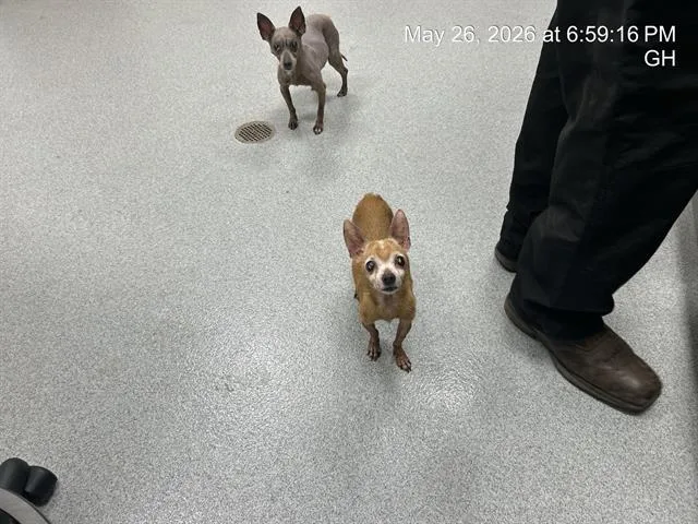 A senior small-sized male Chihuahua dog named Sammy for adoption in Ocala, FL