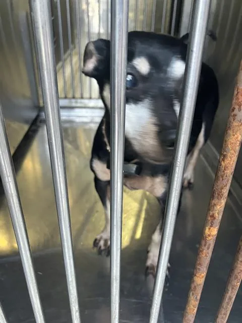 An adult small-sized female Mixed Breed dog named Roxy for adoption in Dallas, TX