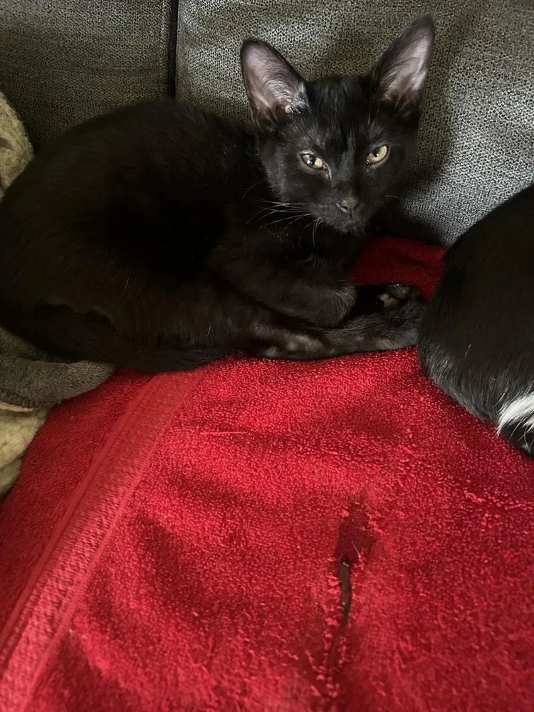 A baby small-sized male Domestic Short Hair cat named Blu for adoption in Lincoln Park, MI
