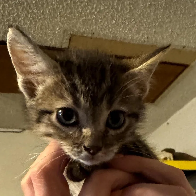 A baby small-sized male Brown / Chocolate Domestic Short Hair cat named Hulk for adoption in Midland, TX