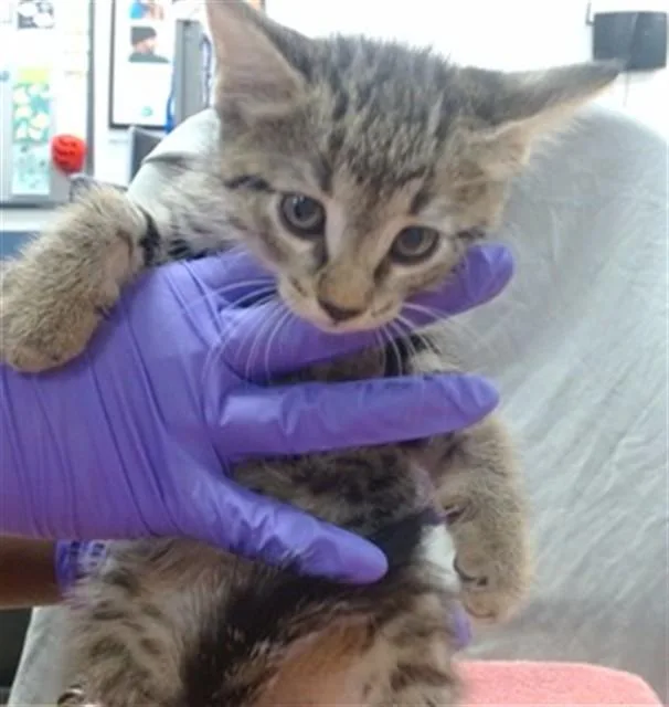 A baby small-sized female Domestic Short Hair cat named Kashi for adoption in Miami, FL