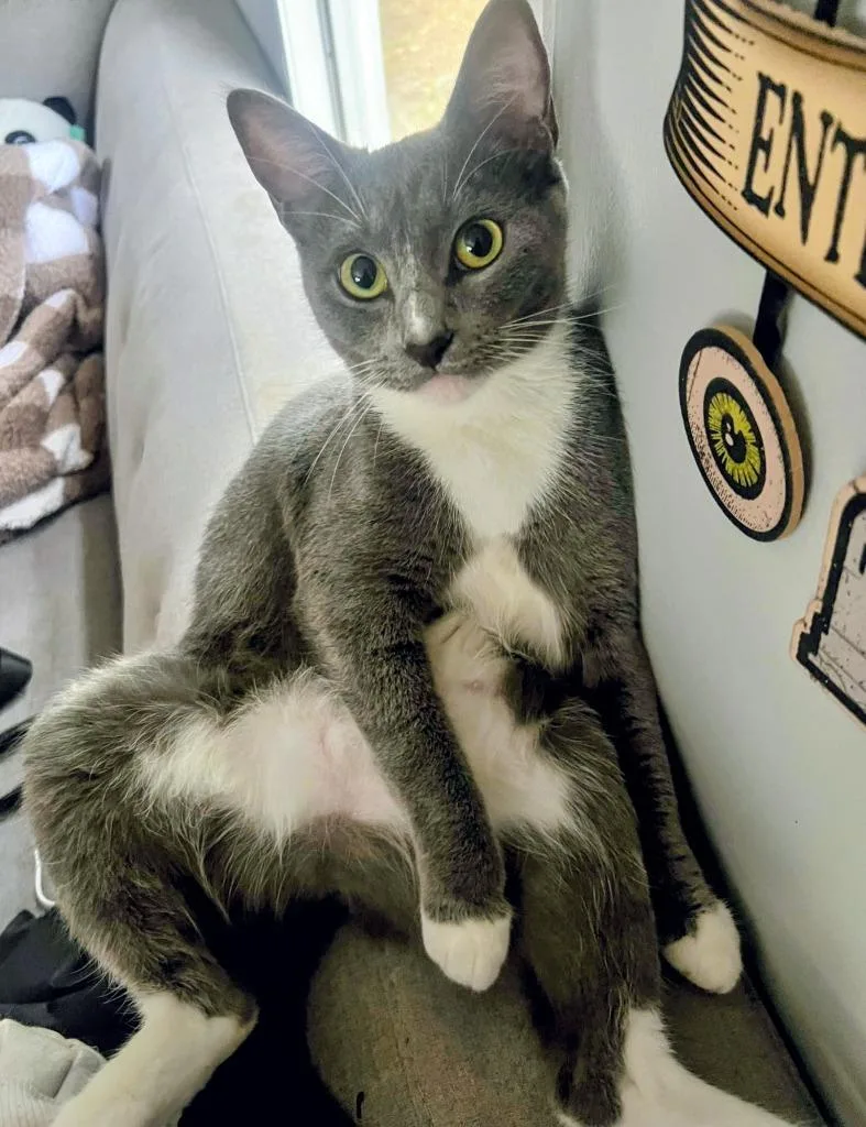An adult large-sized female Domestic Short Hair cat named Zazu for adoption in St. Augustine, FL