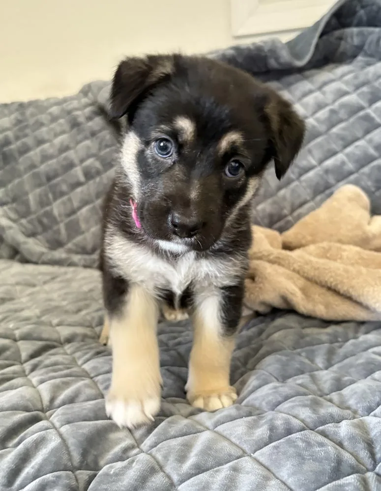 Harley