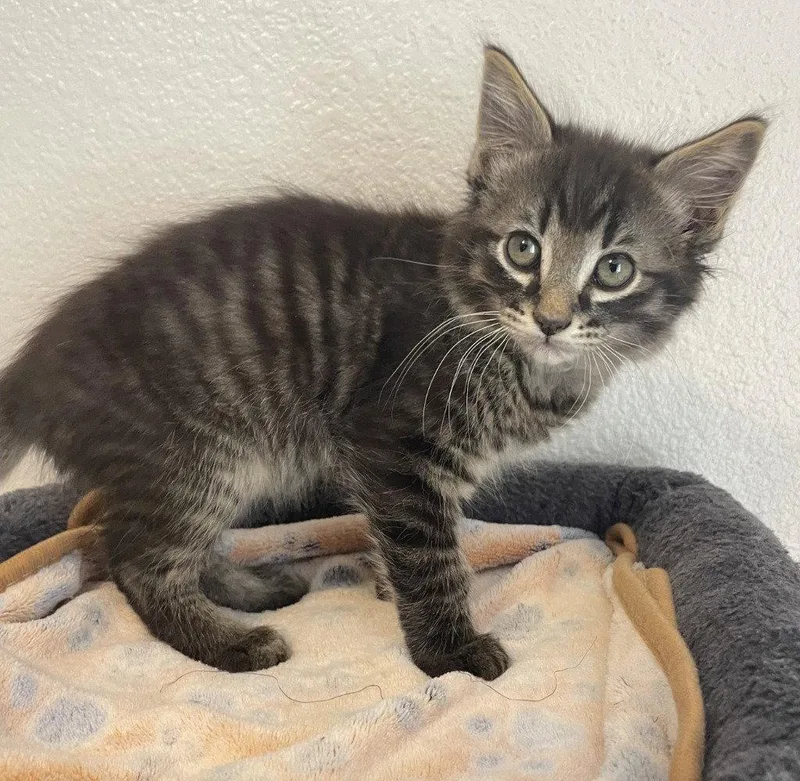 A baby medium-sized male Domestic Medium Hair cat named Nutmeg for adoption in St. Helens, OR