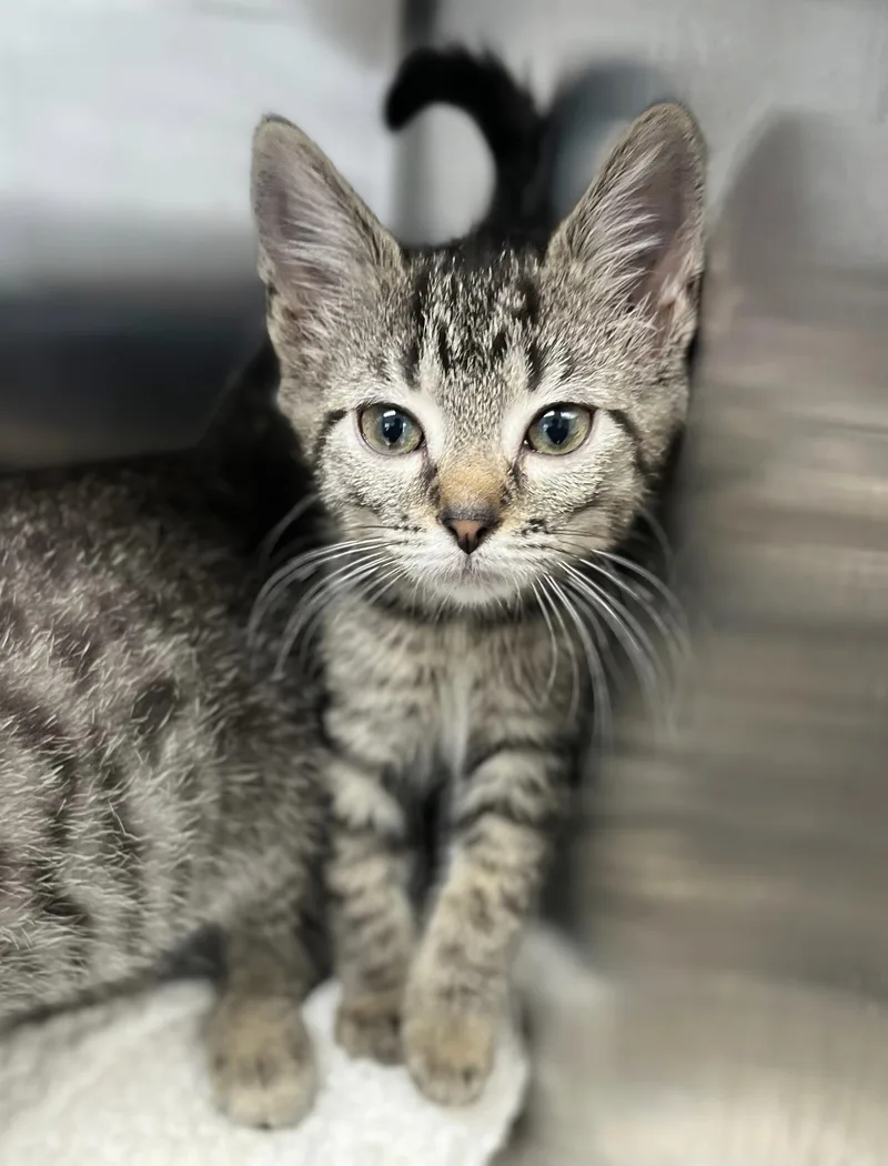 A baby medium-sized female Tabby (Brown / Chocolate) Domestic Short Hair cat named Waffle for adoption in Seville, OH