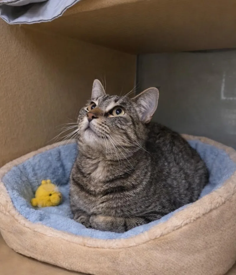 A young large-sized male Domestic Short Hair cat named Sterling Il for adoption in Fort Lupton, CO