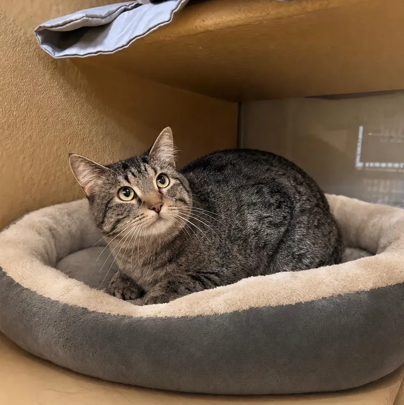 Sterling Il thumbnail 2