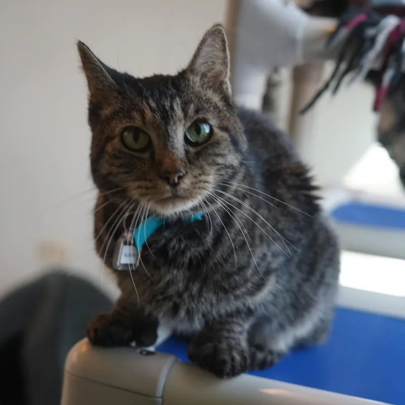 A senior medium-sized female Domestic Short Hair cat named Isabella for adoption in Lakewood, CO