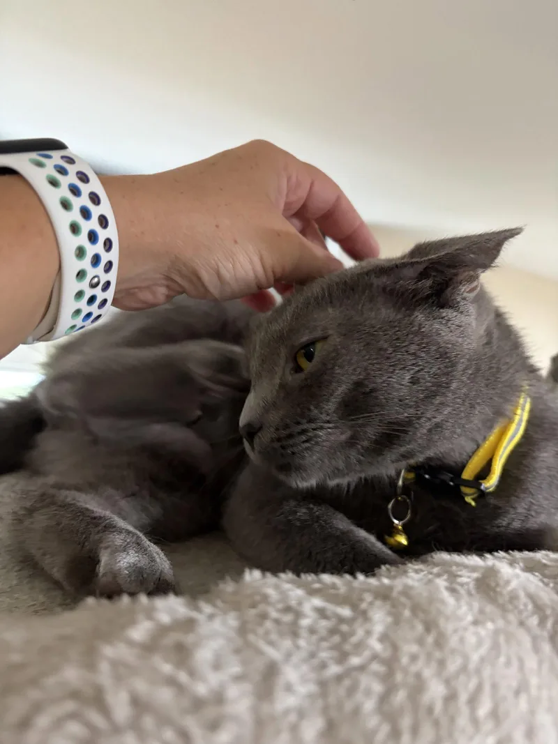 A young medium-sized female Gray / Blue / Silver Domestic Short Hair cat named Elsa for adoption in Harrisburg, PA