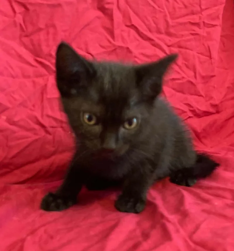 A baby medium-sized female Domestic Short Hair cat named CeCe for adoption in Knoxville, GA