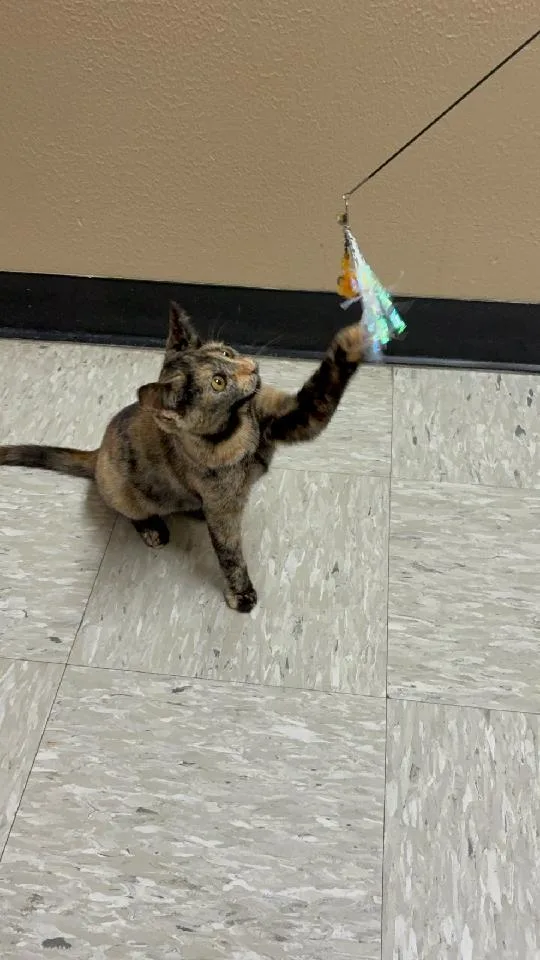 A baby medium-sized female Tortoiseshell Domestic Short Hair cat named Oakley for adoption in Rochester, WA